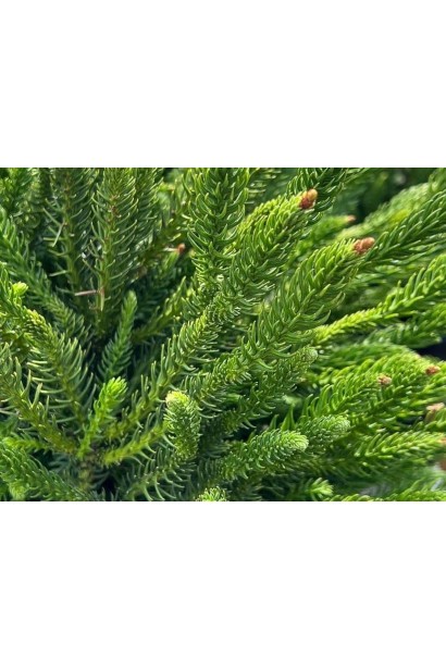 Криптомерія Дінгер